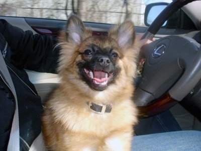 A tan with black German Spitz puppy is laying in the lap of a person driving a Lexus vehicle. its mouth is open and tongue is out. It looks like it is smiling