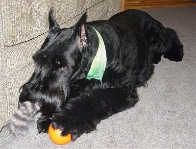 A black Giant Schnauzer is laying next to a tan couch and there is an orange ball and a gray toy under one of its paws