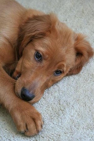 irish setter puppy