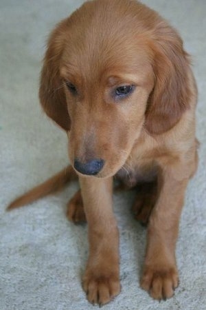 Close Up - A Golden Irish puppy is sitting on a tan rug and looking down