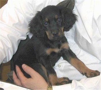 A black and tan Gordon Setter puppy is sitting in the lap of a person in a white shirt