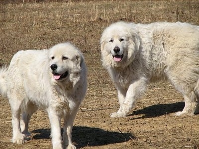 Two white Great Pyrenees are standing across brown grass. Both of them are panting.