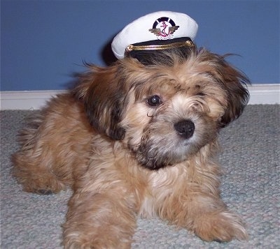A tan with brown and black Griffichon puppy is wearing a white sailors hat while laying on a tan carpet in front of a blue wall.