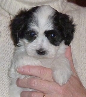 Close Up - A black and white Havaton puppy is being held against the chest of a person in a white sweater