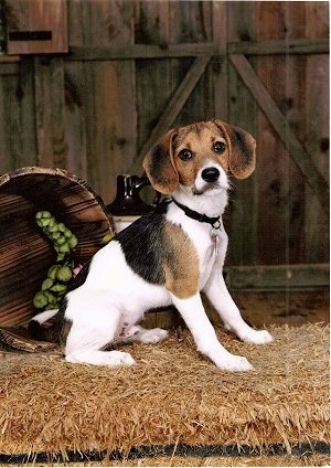 Mickey, the Jack Russell / Beagle hybrid (Jack-A-Bee) as a puppy