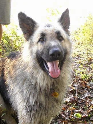 Close up upper body shot - A black and grey King Shepherd is sitting outside. Its mouth is open and its tongue is out