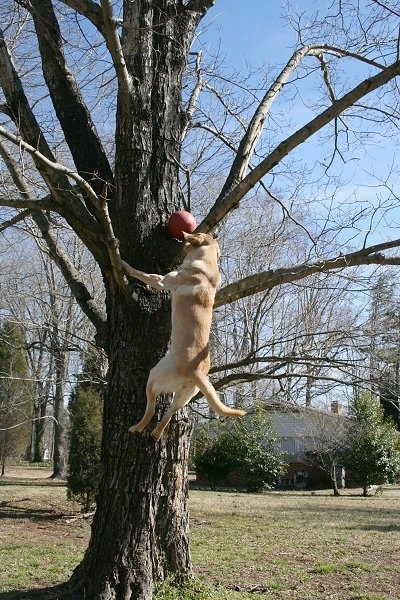 Vedder the Yellow Lab several feet off of the ground climbing a tree to get a red ball