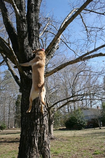 Vedder the Yellow Lab several feet off of the ground climbing up a tree to grab a red ball