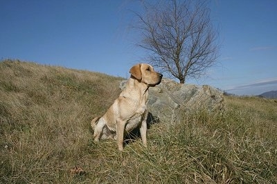 Vedder the Yellow Lab is sitting in grass next to a big rock