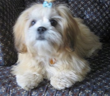 A tan with white Lhasa Apso is wearing a baby-blue bow in its top knot laying on a brown and blue couch.