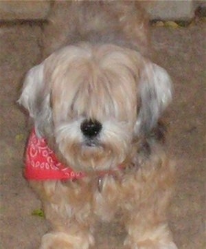 Front view - A tan with white Lhasa Apso is standing on a carpet and it is wearing a red bandana. Its hair is long on its head covering its eyes.