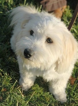 Close up looking down at the dog - A white Lhasa-Poo is sitting in grass. Its head is tilted to the right slightly. The dog almost looks like a stuffed toy.