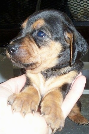 Hound Puppy Pictures