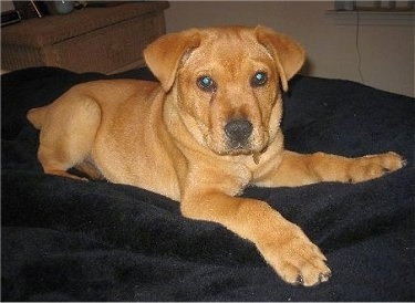 Front view - A red Chinese Shar Pei/Golden Retriever mix puppy is laying on a black blanket looking forward. The puppy has large paws and its ears are flopped over to the sides.