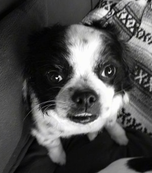 Close up head shot view from the top looking down at the dog - A black and white photo of a Japanese Chin/Cavalier King Charles Spaniel/Pekingese is sitting on a blanket looking up.