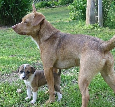 A tan with white Mountain Feist Dog is standing on grass and in front of it is a brown brindle with white puppy.