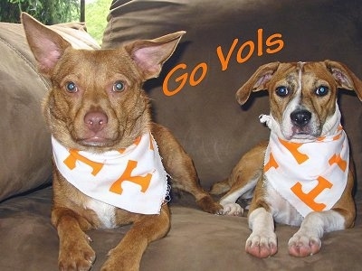 Two Mountain Feist Dogs are laying on a brown couch and they are both wearing white and orange Tennessee Volunteer bandanas