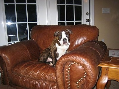 A brown brindle with white Olde English Bulldogge puppy is sitting in a brown leather arm chair looking forward.