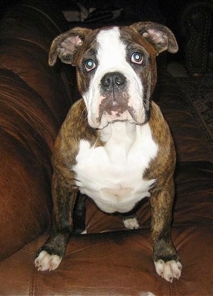 Front view - A brown brindle with white Olde English Bulldogge puppy is sitting on a brown leather chair looking forward.