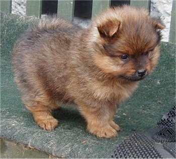 Side view - A small fuzzy brown with black Pomeranian puppy is standing on a bench and it is looking down and over the edge.