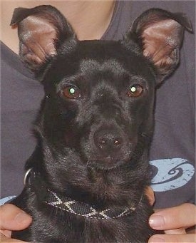 Close up head and shoulder shot - A shiny black Rat-Cha is wearing a black and white collar being held close to the chest of a person. Its ears are sticking up but folded over at the tips.