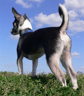 The back right side of a black with white Rat-Cha that is standing in grass and it is looking to the left. Its ring tail is up.