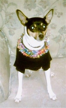 Front view - a white with black and tan Rat Terrier dog is wearing a black shirt and a colorful lai sitting on a tan floral print couch looking forward. It has large perk ears that are set wide apart.