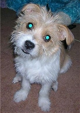 Close up front view - A wiry looking, white and tan Ratshi Terrier dog is sitting on a brown carpet looking up. Its head is slightly tilted to the right and its eyes are glowing green.
