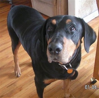 Close up front side view - A black with brown Rotterman dog is standing across a hardwood floor and it is looking forward.