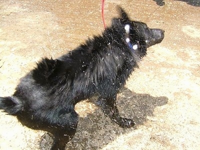 Action shot - The back right of a black Schipperke dog that is shaking dry of mud and water.