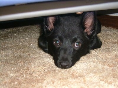 Front view - A small perk eared, black Schipperke is laying under a table, it is laying on a tan carpet and it is looking forward.