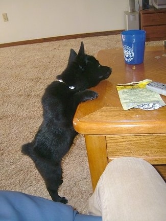 The right side of a black Schipperke puppy that is jumped up with its front paws up on a coffee table and it is stretching forward staring at a piece of food that is on the table.