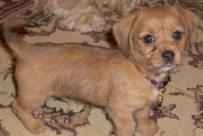 Lucy, the Schweenie puppy at 8 weeks old (Dachshund / Shih Tzu hybrid)