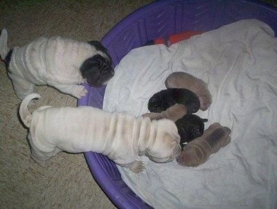 The back of two wrinkly tan Chinese Shar-Pei are checking on a litter of newborn Shar-Pei puppies in a purple kiddie pool.