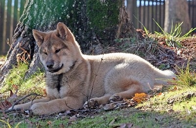 The left side of a red sesame Shikoku puppy is laying across grass and there is a tree behind it. It has small perk ears, squinty eyes and a thick furry coat.