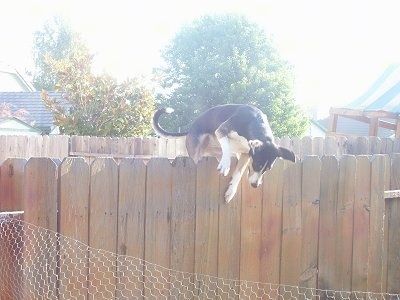 Wingnut the Smooth Fox Terrier mix is jumping over a tall wooden fence