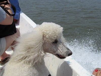 The back of a white Standard Poodle dog sitting on a boat looking to the right and its mouth is slightly open. There is a person sitting across from it.