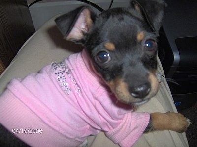 Close up - A black with tan Taco Terrier puppy is laying across a persons leg and it is looking forward. It is wearing a pink shirt. It has wide round eyes, a black nose and ears that fold over to the front.