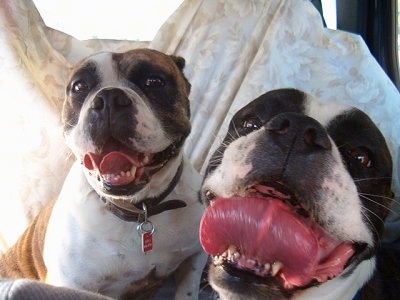 Close up - Two Valley Bulldogs are laying on top of a blanket, they are looking forward, there mouths are open, tongues are out and it looks like they are smiling. Their tongues are wide and the dog on the right has a curl in its tongue.