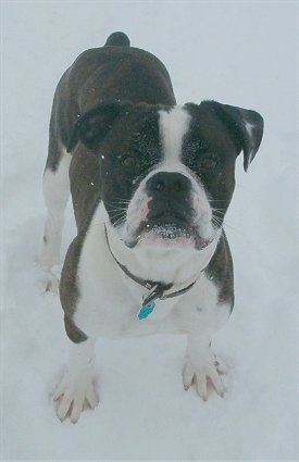 Top down view of a big headed, wide chested, brindle with white Valley Bulldog puppy standing in snow and it is looking up.