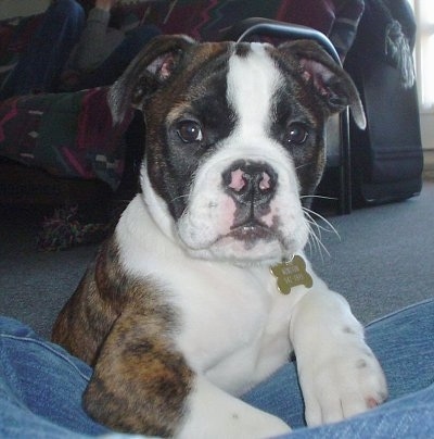 Close up front view - A brindle with white Valley Bulldog puppy is laying on top of a persons leg and it is looking forward. The dog has pink on its black nose and big paws.