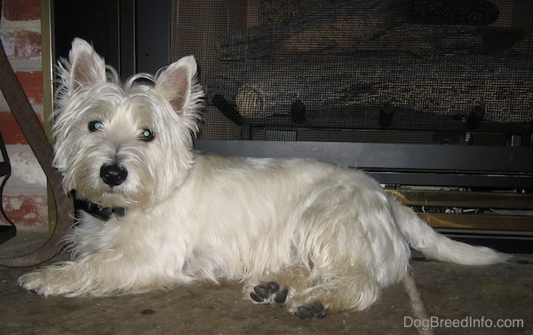The left side of a small white West Highland White Terrier dog that is laying across a concrete surface. It is looking forward and there is a fireplace behind it. It has fringe hair coming off of its head and a big black nose.