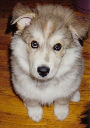 Close up - A brown with white Wolamute puppy is sitting on a hardwood floor and it is looking up. It has small fold over ears, wide brown eyes and a black nose.