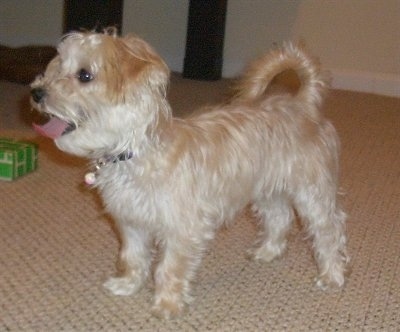 Side view - A small-breed, tan with white YoChon puppy is standing on a tan carpet looking to the left. Its mouth is open and its tongue is out.
