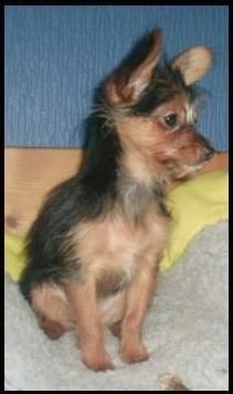 A scruffy looking, small breed, black with tan Yorkillon puppy is sitting on a bed and looking to the right.