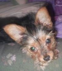 Close up head shot - A black with tan Yorkillon puppy is laying down on a couch and it is looking forward. It has large perk ears and wide round eyes.