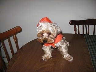 Joey the tan Yorkie is wearing a red hoodine and sitting on top of a table