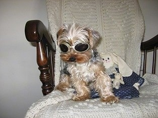 Joey the Yorkie is sitting in a wooden rocking chair and wearing dog goggles with a stuffed rabbit plush doll next to it.