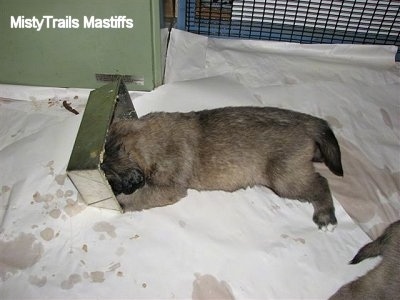 Puppy laying down with its head in the mini food trough