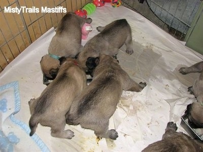 Close Up - Four Puppies eating out of a mini food trough
